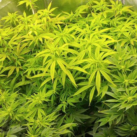 3) Wonder Pie  growlog timeline photo