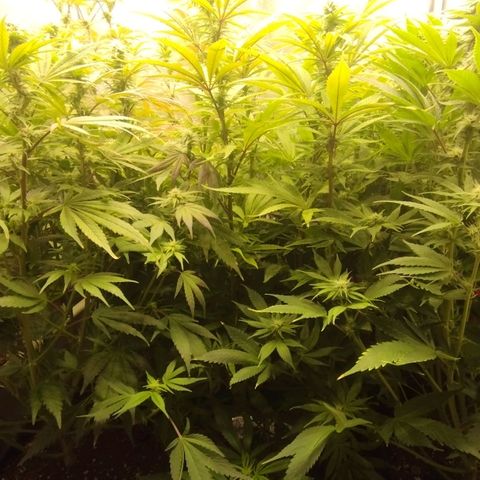 3) Wonder Pie  growlog photo: Lollipopping 