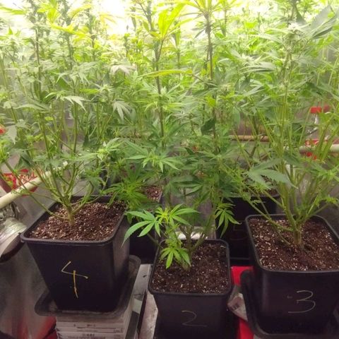 3) Wonder Pie  growlog photo: Lollipopping 