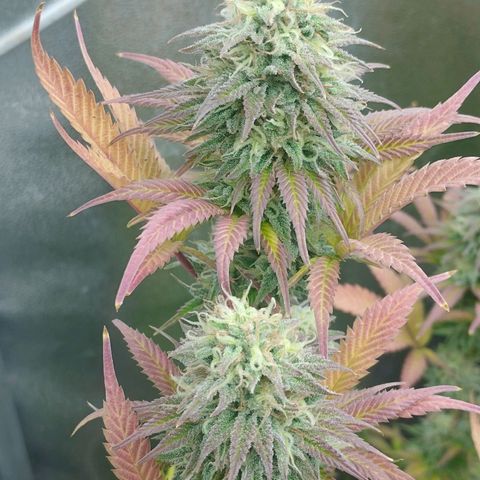 3) Wonder Pie  growlog timeline photo