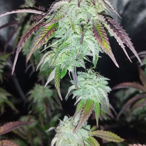 3) Wonder Pie  growlog timeline photo