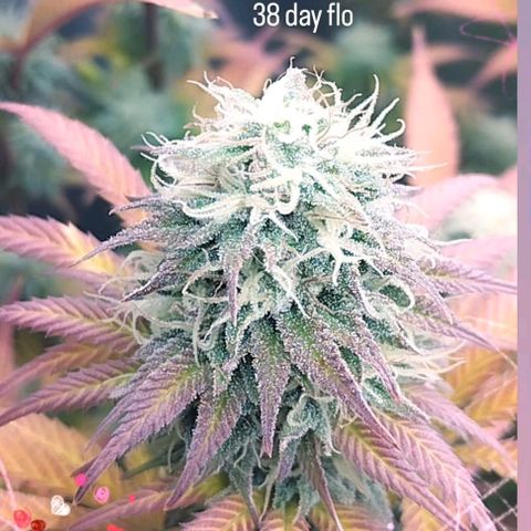 3) Wonder Pie  growlog timeline photo