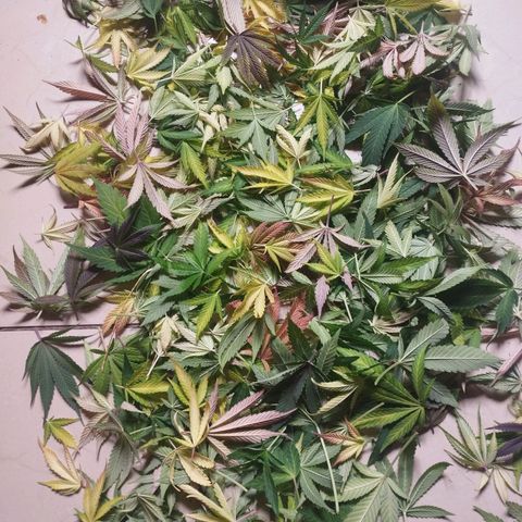 3) Wonder Pie  growlog timeline photo