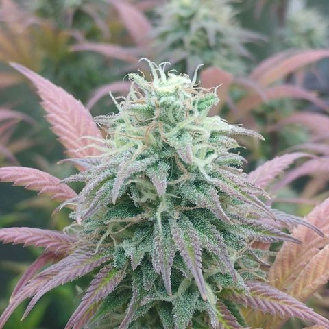 3) Wonder Pie  growlog timeline photo