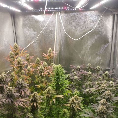 3) Wonder Pie  growlog timeline photo