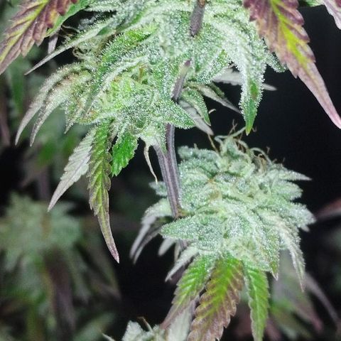 3) Wonder Pie  growlog timeline photo