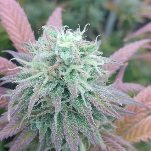 3) Wonder Pie  growlog timeline photo