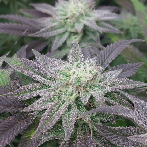 3) Wonder Pie  growlog timeline photo