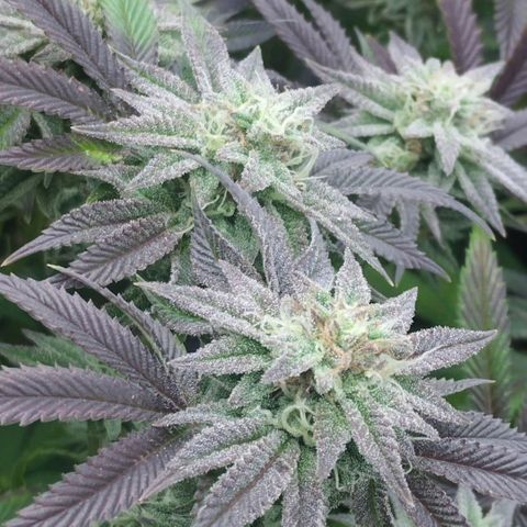 3) Wonder Pie  growlog timeline photo