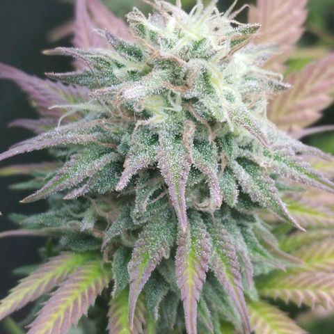 3) Wonder Pie  growlog timeline photo