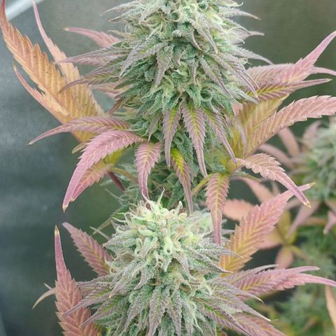 3) Wonder Pie  growlog timeline photo
