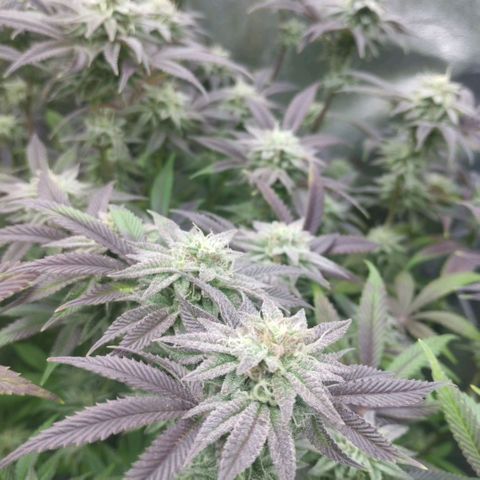 3) Wonder Pie  growlog timeline photo