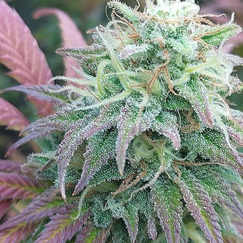 3) Wonder Pie  growlog timeline photo