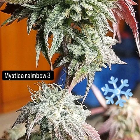 3) Wonder Pie  growlog timeline photo