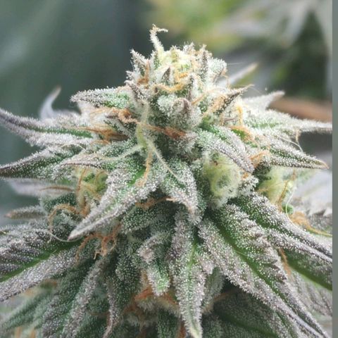 3) Wonder Pie  growlog timeline photo