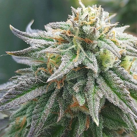 3) Wonder Pie  growlog timeline photo