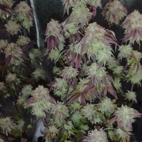 7) Mystica raimbow 3  growlog timeline photo