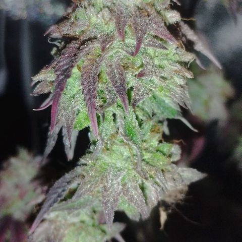 7) Mystica raimbow 3  growlog timeline photo