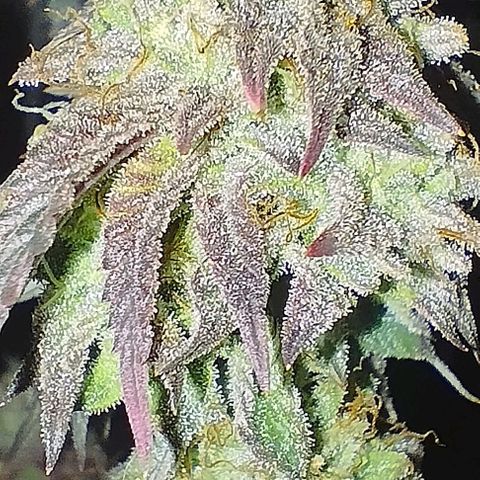 7) Mystica raimbow 3  growlog timeline photo