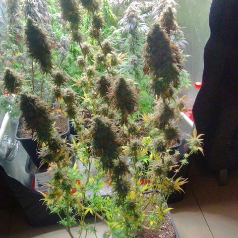 6) Hindu zkittlez 3  growlog timeline photo
