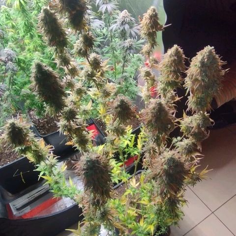 6) Hindu zkittlez 3  growlog timeline photo