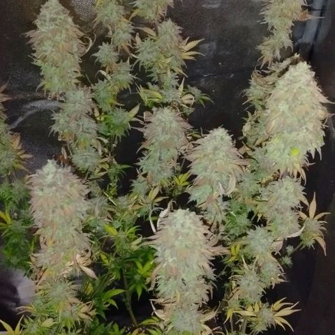 6) Hindu zkittlez 3  growlog timeline photo