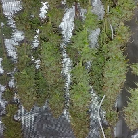 6) Hindu zkittlez 3  growlog timeline photo