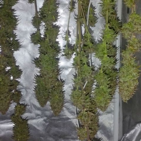 6) Hindu zkittlez 3  growlog timeline photo
