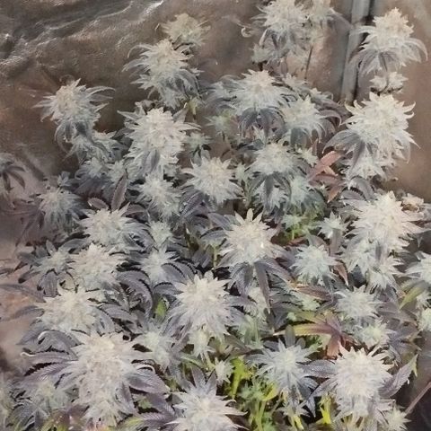 3) Wonder Pie  growlog timeline photo
