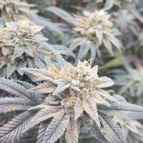 3) Wonder Pie  growlog timeline photo
