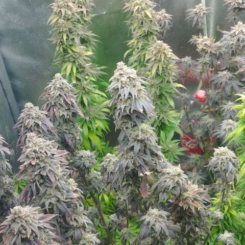 3) Wonder Pie  growlog timeline photo