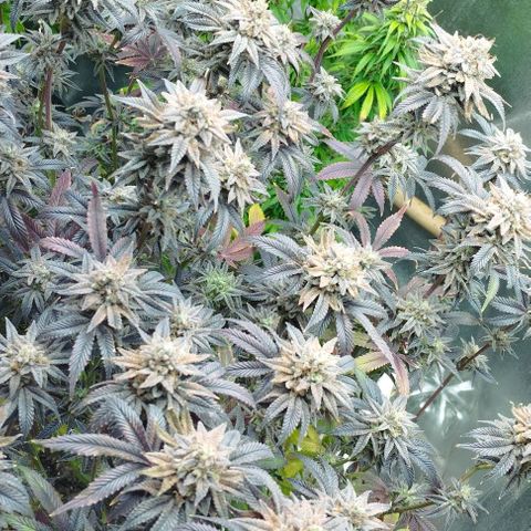 3) Wonder Pie  growlog timeline photo