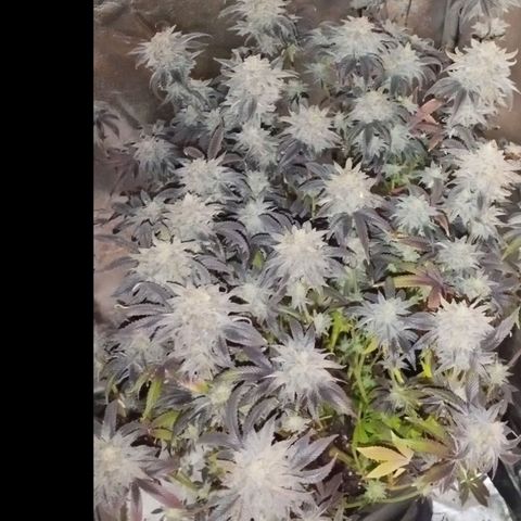 3) Wonder Pie  growlog timeline photo