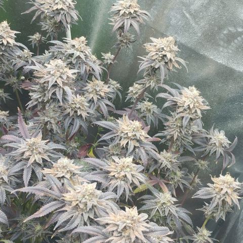 3) Wonder Pie  growlog timeline photo