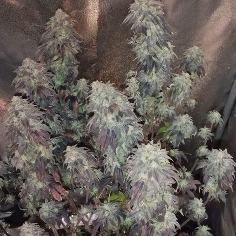3) Wonder Pie  growlog timeline photo