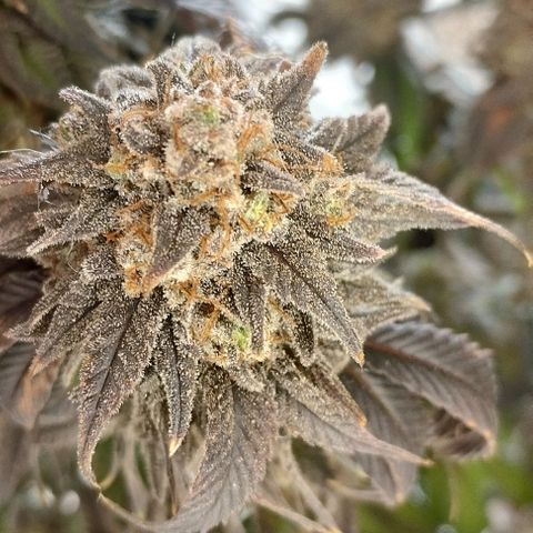 4) Wonder Pie  growlog photo: ✂️✂️✂️
