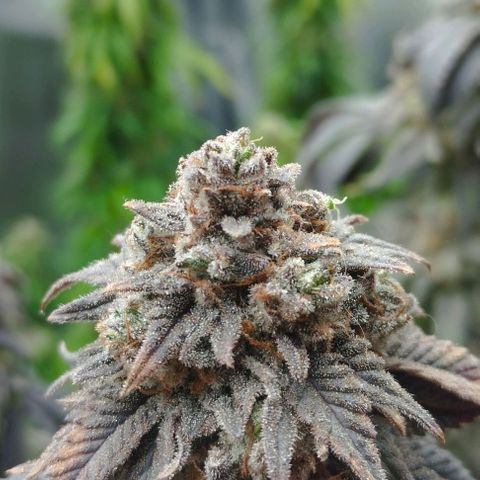 4) Wonder Pie  growlog photo: ✂️✂️✂️