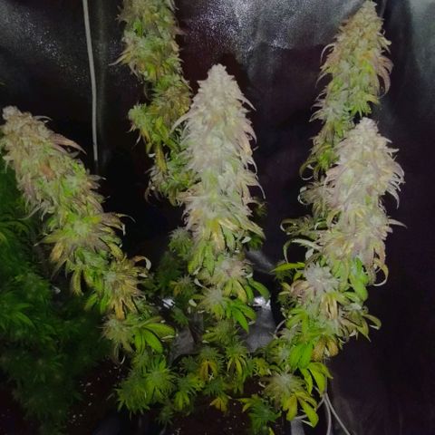2) Animal Cookies x Do-si-dos  growlog photo: ✂️