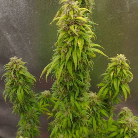 2) Animal Cookies x Do-si-dos  growlog photo: ✂️