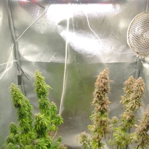 2) Animal Cookies x Do-si-dos  growlog photo: ✂️