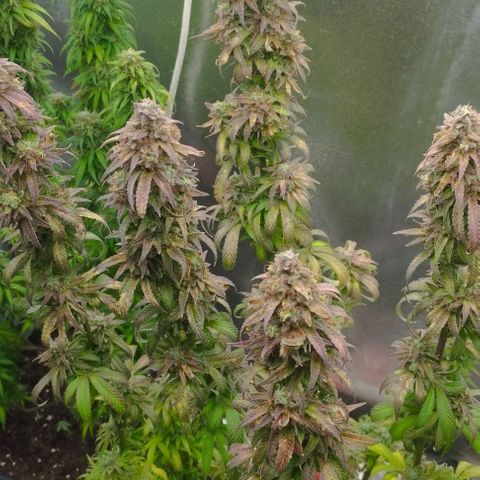 2) Animal Cookies x Do-si-dos  growlog photo: ✂️