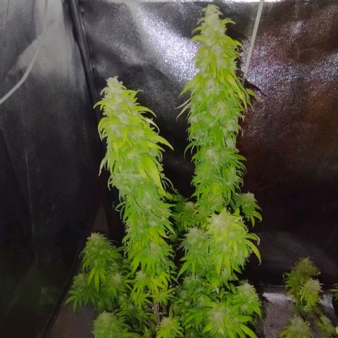 2) Animal Cookies x Do-si-dos  growlog photo: ✂️
