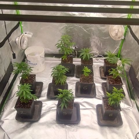 3) Samarian Sunset  #3 growlog timeline photo