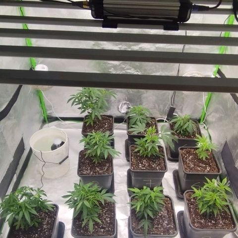 3) Samarian Sunset  #3 growlog timeline photo