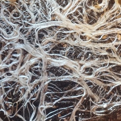 3) Samarian Sunset  #3 growlog timeline photo