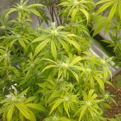 3) Samarian Sunset  #3 growlog timeline photo