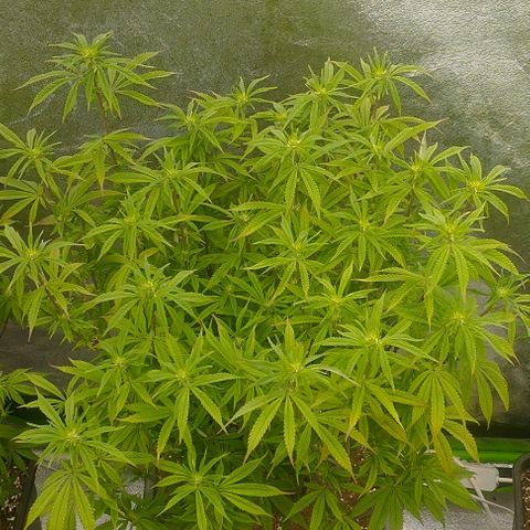 10) Orange wave #7 growlog timeline photo