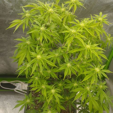 6) RootbeerPie #1 growlog timeline photo
