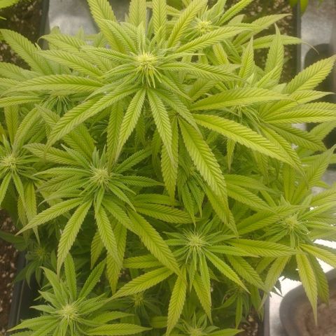 4) Lemosa #3 #1 growlog timeline photo
