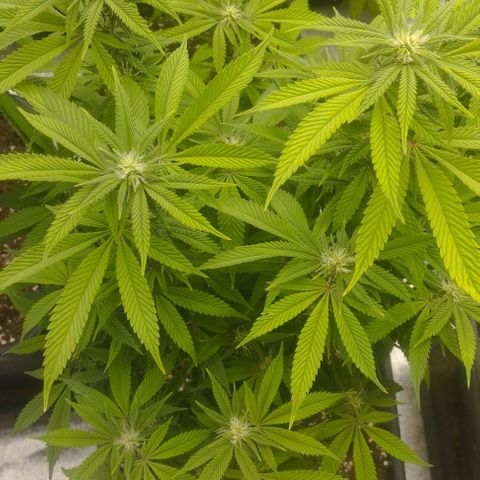 8) Z cube x Frozey  #1 growlog timeline photo